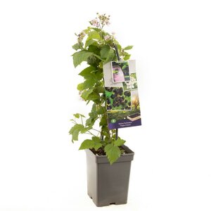 Doornloze braam Rubus frut. Triple Crown - draagbeu