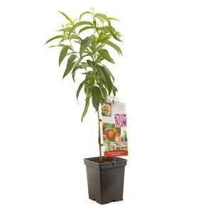 Dwergnectarine Dwergnectarine grootvruchtig
