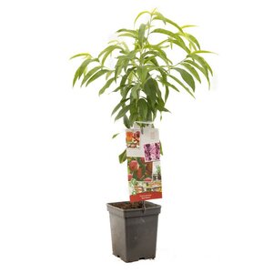 Dwergperzik Dwergperzik Red Peach grootvruchtig