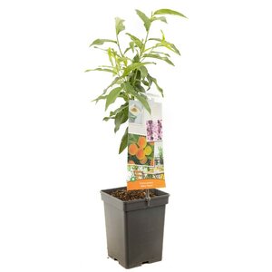 Dwergperzik Yellow Peach