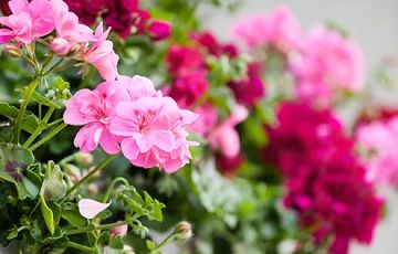 Eenjarige planten