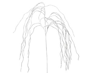 Everlands Spray - wit - 12 × 12 × 125 cm