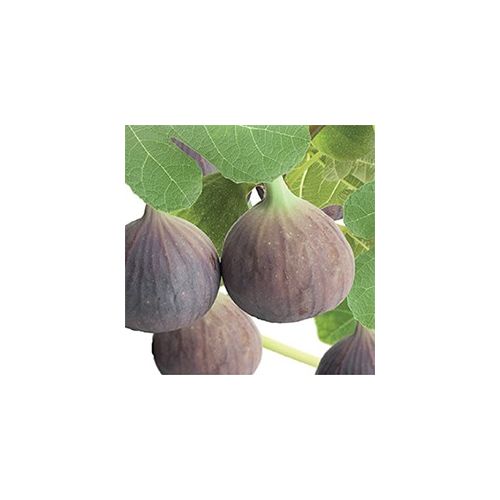 Ficus carica c2 h60cm - afbeelding 2