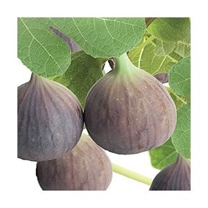 Ficus carica c2 h60cm - afbeelding 2
