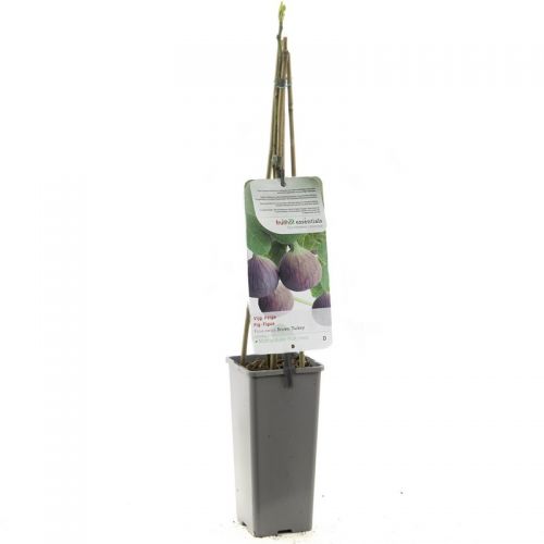 Ficus carica c2 h60cm - afbeelding 3