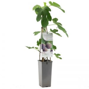 Ficus carica c2 h60cm - afbeelding 1