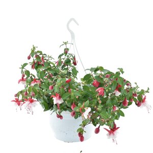 Fuchsia