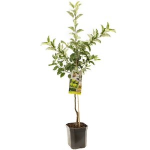 Gele handappel Malus dom. Golden Delicious laagsta