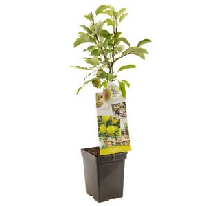 Gele handappel Malus dom. Golden Delicious Patio