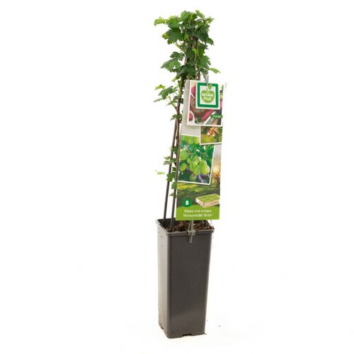 Gele kruisbes Ribes uva-cr. Hinnonmäki Grön