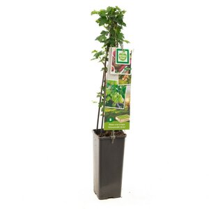 Gele kruisbes Ribes uva-cr. Hinnonmäki Grön