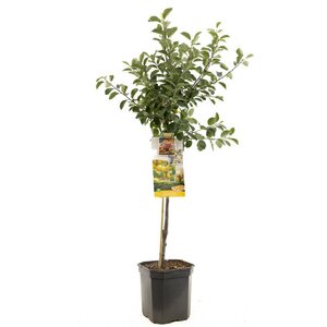 Gele pruim Prunus dom. Mirab. de Nancy laagst