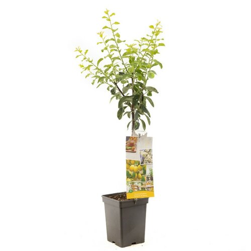 Gele pruim Prunus dom. Mirab. de Nancy Patio