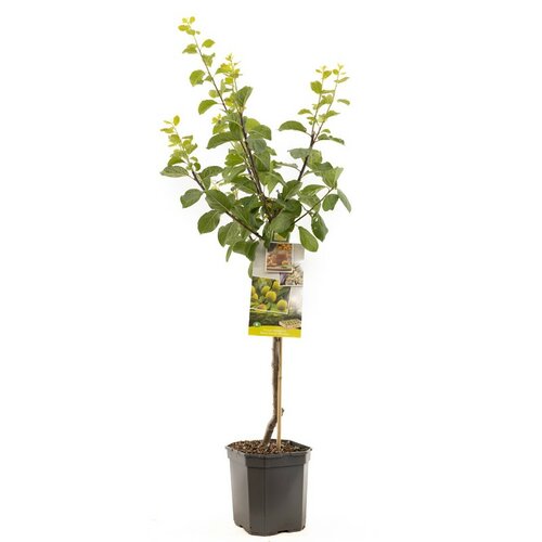 Gele pruim Prunus dom. R-Cl. d'Oullins laagst