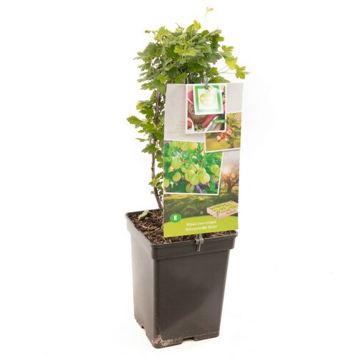 Groene kruisbes Ribes uva-cr. Hinnonmäki Grön
