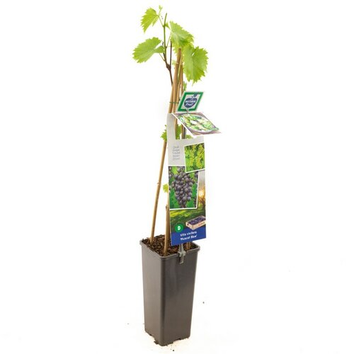 Grote blauwe tafel- en wijndruif Vitis vinifera Muscat Blue