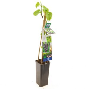 Grote blauwe tafel- en wijndruif Vitis vinifera Muscat Blue