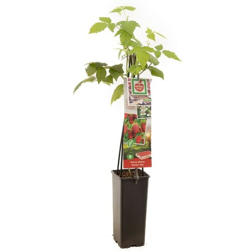 Grote rode herfstframboos Rubus idaeus Himbo Top