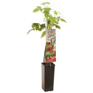 Grote rode herfstframboos Rubus idaeus Himbo Top