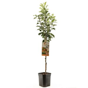 Hand- en moesappel Malus dom. James Grieve laagstam