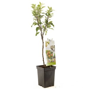 Handappel Malus dom. Cox's Orange P. Patio