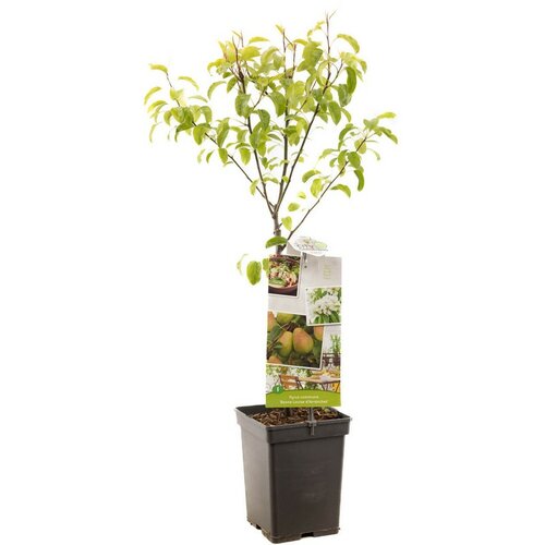 Handpeer Pyrus comm. Bonne Louise Patio