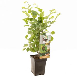 Hazelnoot Corylus avellana Halle'sche Riesen