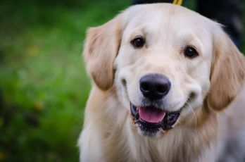 Honden