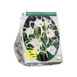 Ismene Festalis Zwanenburg per 3