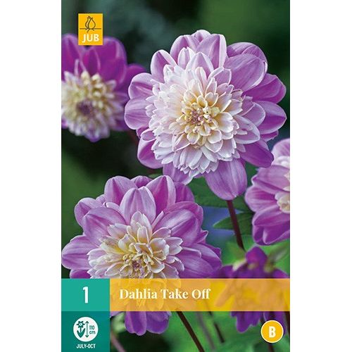 X 1 DAHLIA TAKE OFF