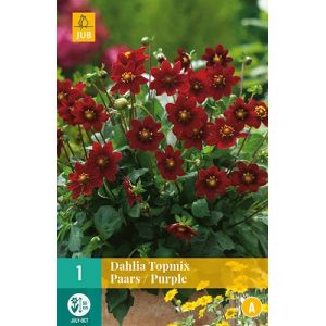 X 1 DAHLIA TOPMIX PAARS