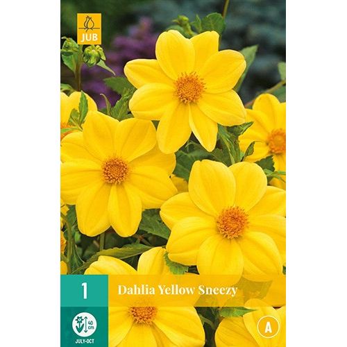 X 1 DAHLIA YELLOW SNEEZY