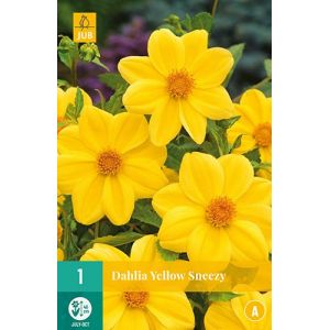 X 1 DAHLIA YELLOW SNEEZY