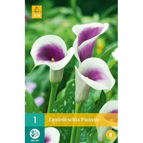 X 1 ZANTEDESCHIA PICASSO