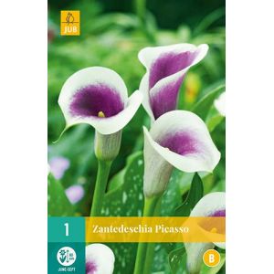 X 1 ZANTEDESCHIA PICASSO