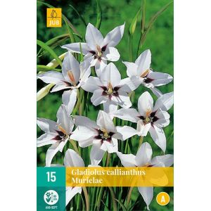 X 15 GLADIOLUS CALLIANTHUS MURIELAE