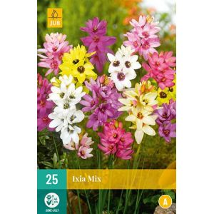 X 25 IXIA MIX