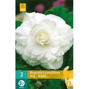 X 3 BEGONIA GRANDIFLORA WIT