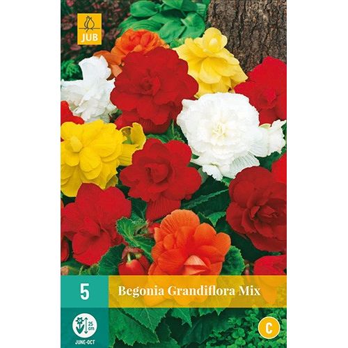 X 5 BEGONIA GRANDIFLORA MIX