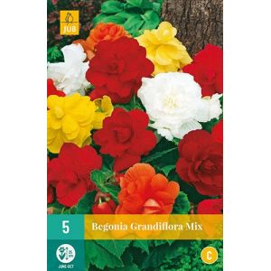 X 5 BEGONIA GRANDIFLORA MIX