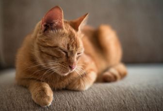 Katten