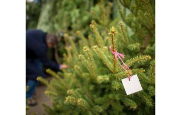 Kerstbomen