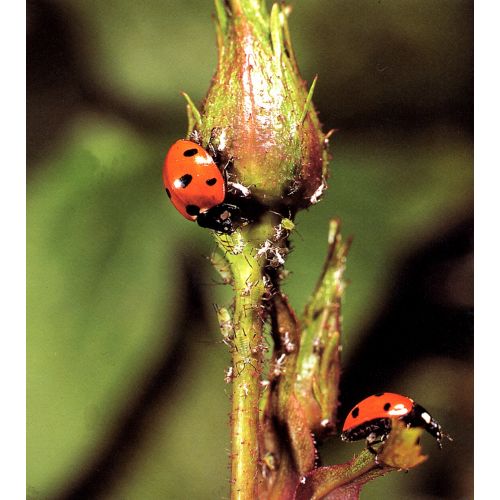 Ecostyle Larven lieveheersbeestje tegen bladluizen 100 st. - afbeelding 1