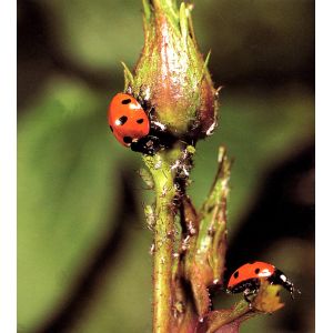 Ecostyle Larven lieveheersbeestje tegen bladluizen 100 st. - afbeelding 1