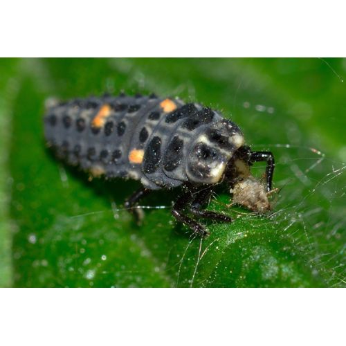 Ecostyle Larven lieveheersbeestje tegen bladluizen 100 st. - afbeelding 3