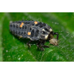 Ecostyle Larven lieveheersbeestje tegen bladluizen 100 st. - afbeelding 3