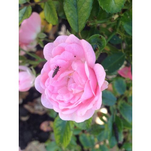 Ecostyle Larven lieveheersbeestje tegen bladluizen 100 st. - afbeelding 2