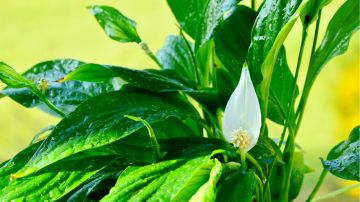 Luchtzuiverende kamerplanten