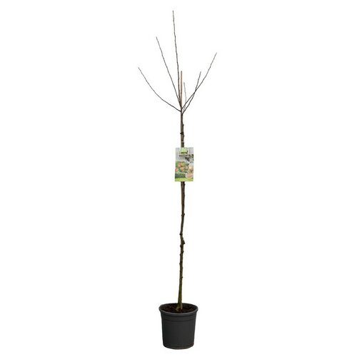 Malus dom. Coxs Orange p32 h180cm