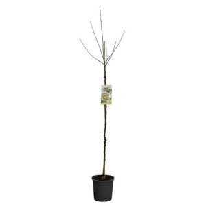 Malus dom. Coxs Orange p32 h180cm